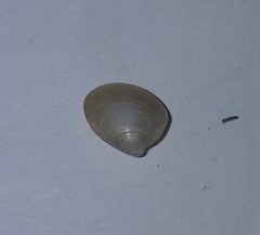 Nucula