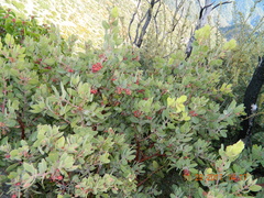 Arctostaphylos glauca