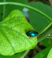 Nodocolaspis costipennis