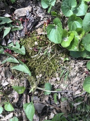 Bryoerythrophyllum columbianum