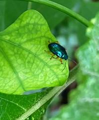 Nodocolaspis costipennis