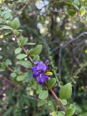 Oplonia spinosa