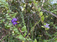 Oplonia spinosa