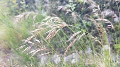 Helictotrichon convolutum