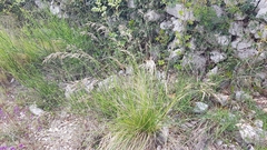 Helictotrichon convolutum