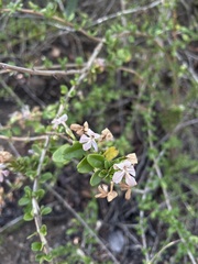 Oplonia spinosa