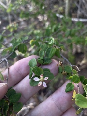 Heteropterys purpurea