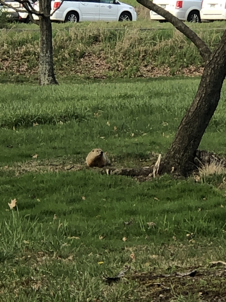 Groundhog from Getty Heights Park, Indiana, PA, US on April 18, 2021 at ...