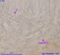 Ciboria amentacea