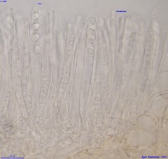 Ciboria amentacea