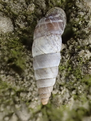 Solatopupa similis image