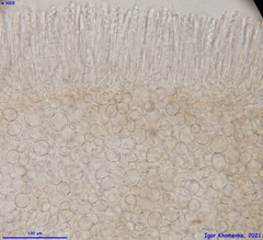 Ciboria amentacea