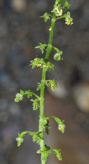 Rumex bucephalophorus