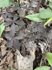 Anemonoides quinquefolia