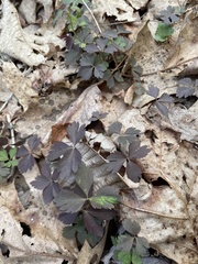 Anemonoides quinquefolia