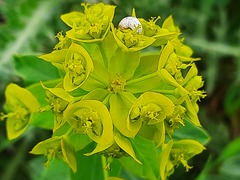 Euphorbia iberica