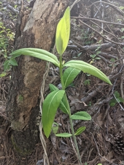 Asclepias curassavica