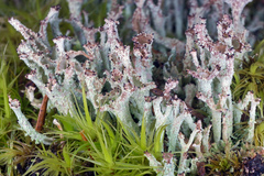 Cladonia crispata