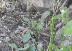 Centranthus calcitrapae