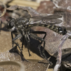 Lasiopogon