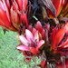Giant Spear Lily - Photo (c) Maurice, some rights reserved (CC BY-NC), uploaded by Maurice