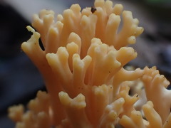 Ramaria anziana