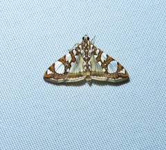 Glyphodes sibillalis