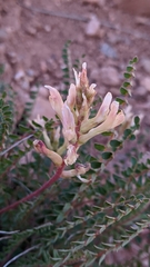 Astragalus monspessulanus