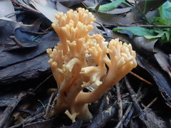 Ramaria anziana