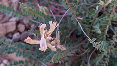 Astragalus monspessulanus