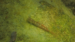 Stiphodon