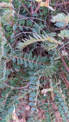 Astragalus monspessulanus
