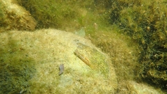 Stiphodon