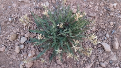 Astragalus monspessulanus