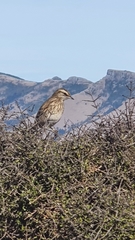 Anthus novaeseelandiae