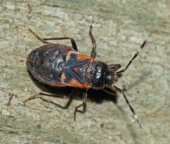 Delacampius lateralis