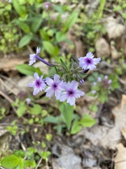 Phlox divaricata laphamii