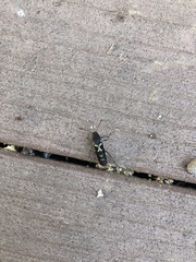 Neoclytus conjunctus