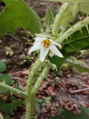 Solanum lasiocarpum