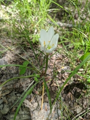 Zephyranthes candida
