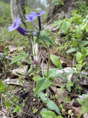 Phlox divaricata laphamii