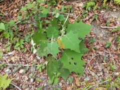 Solanum lasiocarpum