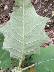 Solanum lasiocarpum