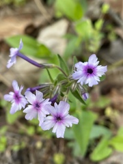 Phlox divaricata laphamii
