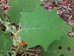 Solanum lasiocarpum