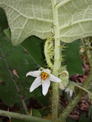 Solanum lasiocarpum