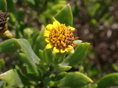 Borrichia arborescens