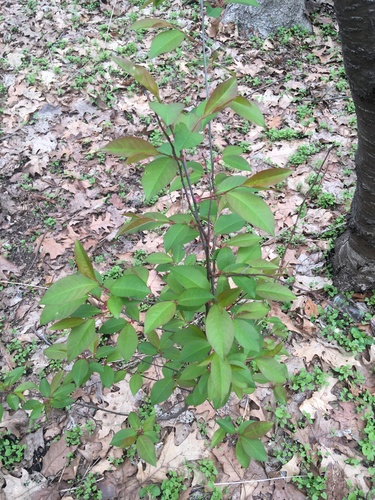 Malus hupehensis