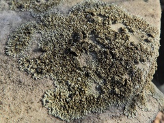 Phaeophyscia decolor