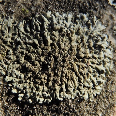 Phaeophyscia decolor